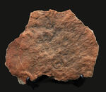 The・入手困難標本、エディアカラ動物群、シクロメデューサ（Cyclomedusa）のマルチプレート化石