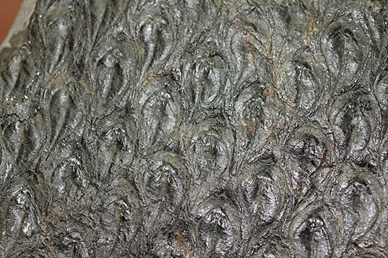 菱形のウロコ模様が明瞭。最高品質。石炭紀の巨木、レピドデンドロン(Lepidodendron)の樹皮の化石(その2)