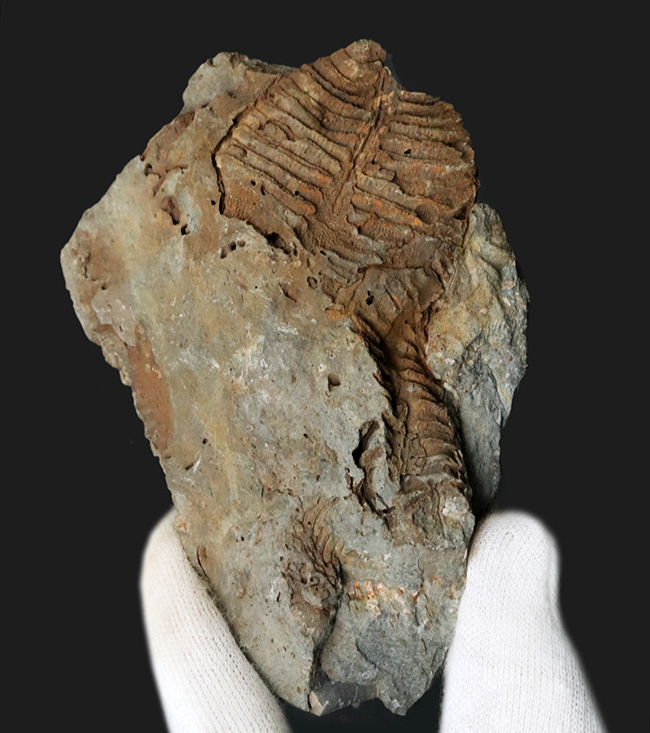 大きい、両面に見られる！国産マニアック化石シリース！陸前高田市産、腕足類、レプトダス（Leptodus）の化石（その1）