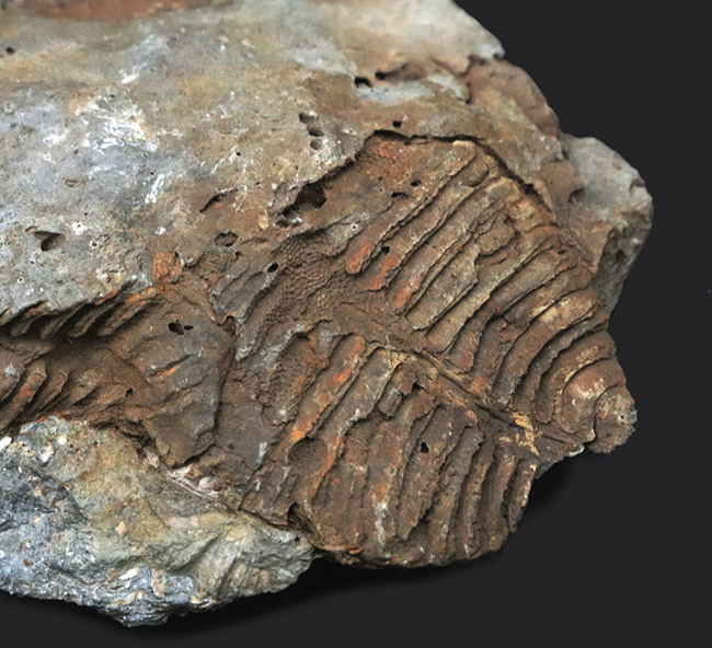大きい、両面に見られる！国産マニアック化石シリース！陸前高田市産、腕足類、レプトダス（Leptodus）の化石（その2）