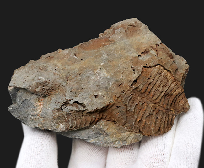 大きい、両面に見られる！国産マニアック化石シリース！陸前高田市産