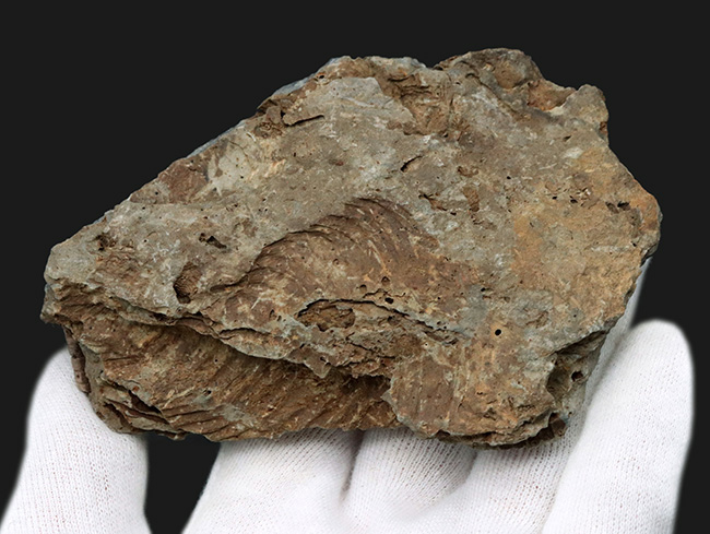 大きい、両面に見られる！国産マニアック化石シリース！陸前高田市産、腕足類、レプトダス（Leptodus）の化石（その4）