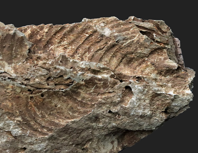 大きい、両面に見られる！国産マニアック化石シリース！陸前高田市産、腕足類、レプトダス（Leptodus）の化石（その5）