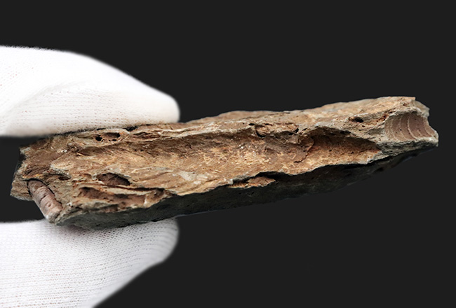 大きい、両面に見られる！国産マニアック化石シリース！陸前高田市産