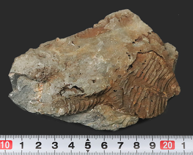 大きい、両面に見られる！国産マニアック化石シリース！陸前高田市産、腕足類、レプトダス（Leptodus）の化石（その7）