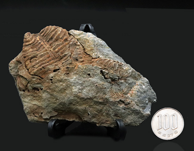大きい、両面に見られる！国産マニアック化石シリース！陸前高田市産、腕足類、レプトダス（Leptodus）の化石（その8）