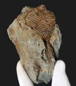 大きい、両面に見られる！国産マニアック化石シリース！陸前高田市産、腕足類、レプトダス（Leptodus）の化石