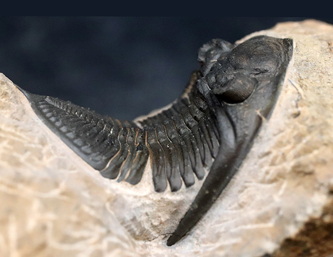 ドイツの凄腕プリパレーター、ホースト氏の技術が炸裂！クリーニングの精度が群を抜いている、モロッコ産の三葉虫、ズリコバスピスの化石の極上標本（Zlichovaspis spinifera）（その6）