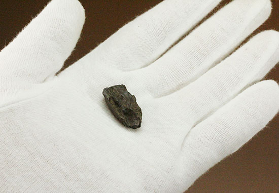 なぜ擦り切れているのか?トリケラトプスの歯化石(その10)