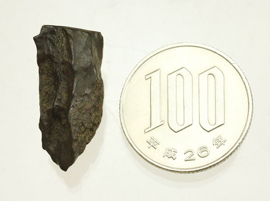 なぜ擦り切れているのか?トリケラトプスの歯化石(その12)