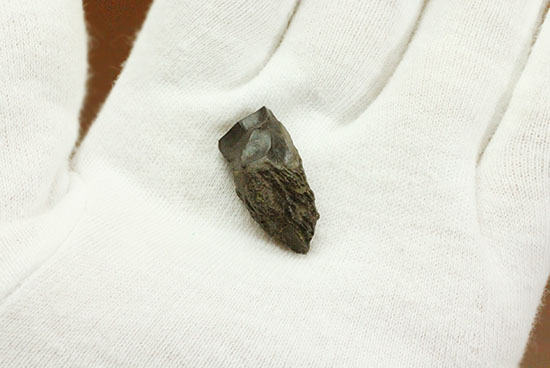 なぜ擦り切れているのか?トリケラトプスの歯化石(その2)