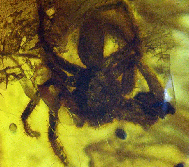 棲息時とほとんど変わらない姿で保存されている、ハエトリグモ科の虫を内包したバルト海産琥珀(Amber)(その1)