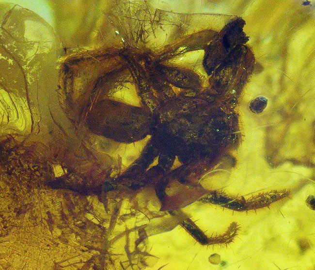 棲息時とほとんど変わらない姿で保存されている、ハエトリグモ科の虫を内包したバルト海産琥珀(Amber)(その10)