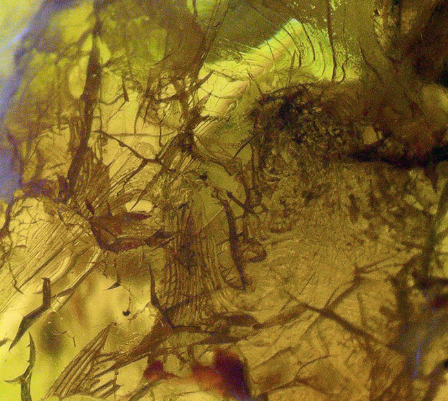 棲息時とほとんど変わらない姿で保存されている、ハエトリグモ科の虫を内包したバルト海産琥珀（Amber）（その11）