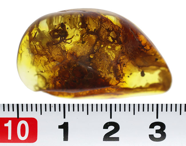 棲息時とほとんど変わらない姿で保存されている、ハエトリグモ科の虫を内包したバルト海産琥珀(Amber)(その12)