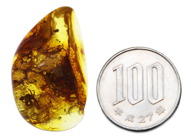 棲息時とほとんど変わらない姿で保存されている、ハエトリグモ科の虫を内包したバルト海産琥珀（Amber）（その13）