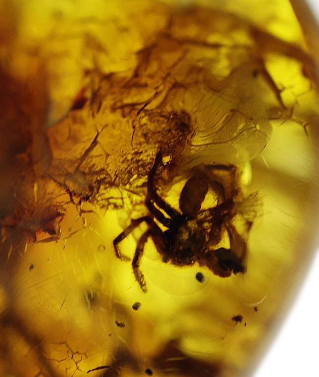 棲息時とほとんど変わらない姿で保存されている、ハエトリグモ科の虫を内包したバルト海産琥珀(Amber)(その2)
