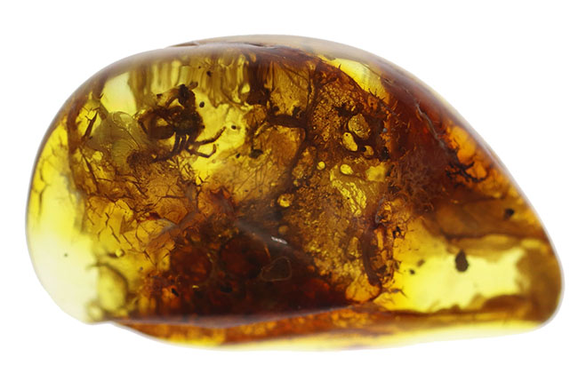棲息時とほとんど変わらない姿で保存されている、ハエトリグモ科の虫を内包したバルト海産琥珀（Amber）（その3）