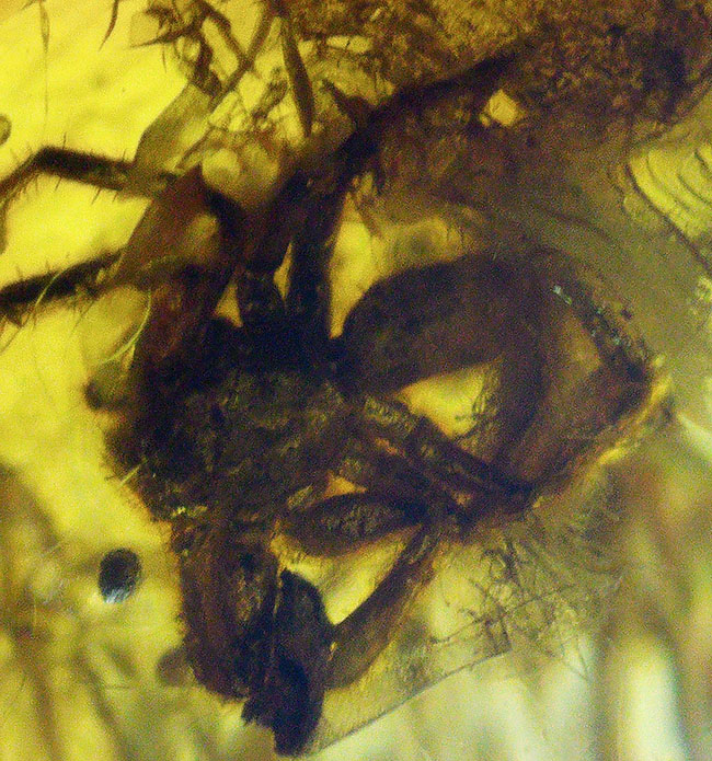 棲息時とほとんど変わらない姿で保存されている、ハエトリグモ科の虫を内包したバルト海産琥珀(Amber)(その4)