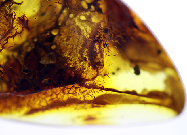 棲息時とほとんど変わらない姿で保存されている、ハエトリグモ科の虫を内包したバルト海産琥珀(Amber)(その5)