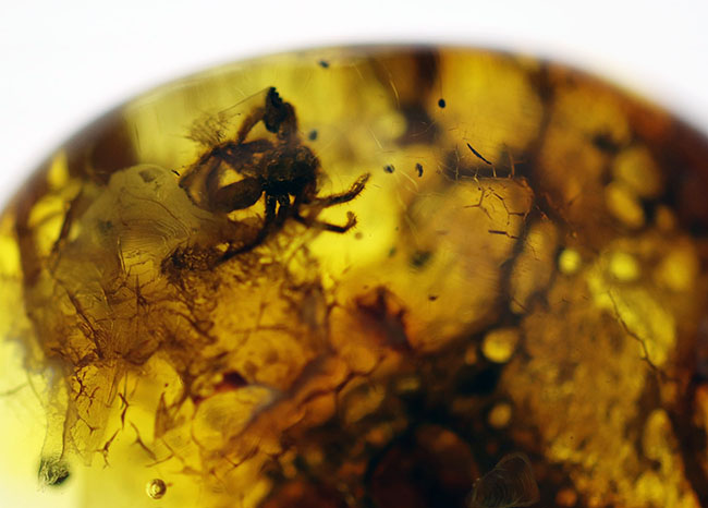 棲息時とほとんど変わらない姿で保存されている、ハエトリグモ科の虫を内包したバルト海産琥珀(Amber)(その6)