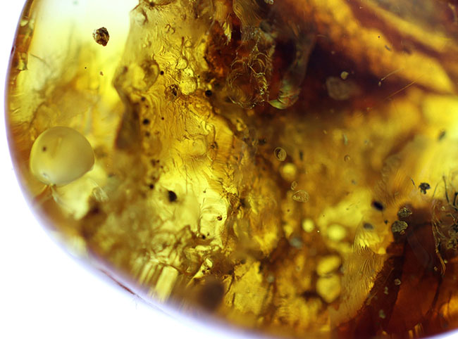 棲息時とほとんど変わらない姿で保存されている、ハエトリグモ科の虫を内包したバルト海産琥珀（Amber）（その7）