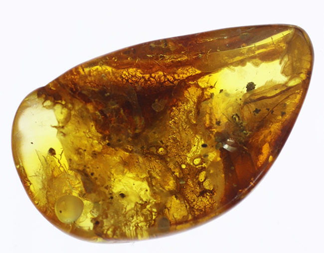 棲息時とほとんど変わらない姿で保存されている、ハエトリグモ科の虫を内包したバルト海産琥珀（Amber）（その8）