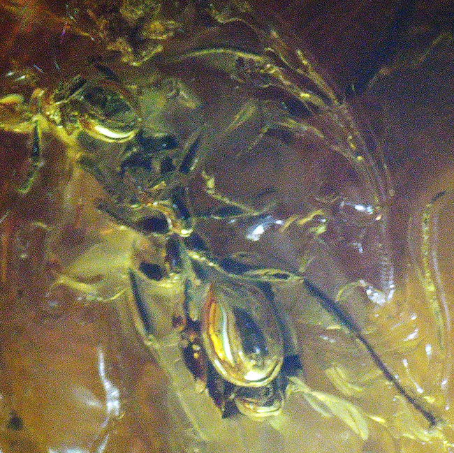 棲息時とほとんど変わらない姿で保存されている、ハエトリグモ科の虫を内包したバルト海産琥珀(Amber)(その9)