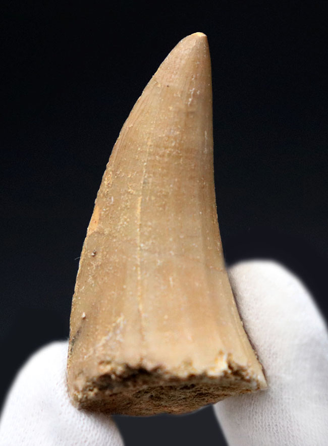 白亜紀後期の支配的な捕食者、モササウルス(Mosasaurus)科の生物の歯化石(その1)