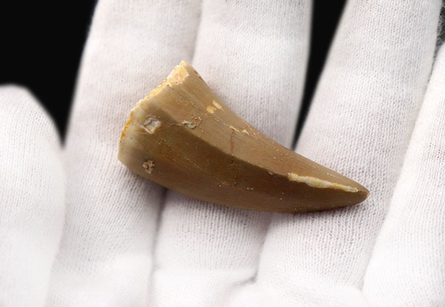 白亜紀後期の支配的な捕食者、モササウルス(Mosasaurus)科の生物の歯化石(その3)