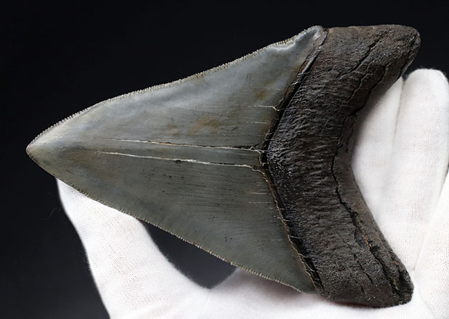黒色を呈するメガロドンの歯化石