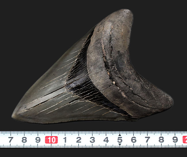 ナチュラルで上質。エナメル質、歯根、セレーション、サイズ、どれをとってもハイレベルなメガロドン（Carcharodon megalodon）の歯化石。史上最大級の肉食ザメ（その14）