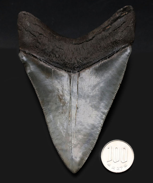 ナチュラルで上質。エナメル質、歯根、セレーション、サイズ、どれをとってもハイレベルなメガロドン（Carcharodon megalodon）の歯化石。史上最大級の肉食ザメ（その15）