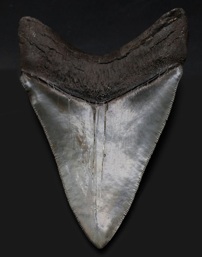 ナチュラルで上質。エナメル質、歯根、セレーション、サイズ、どれをとってもハイレベルなメガロドン（Carcharodon megalodon）の歯化石。史上最大級の肉食ザメ（その2）