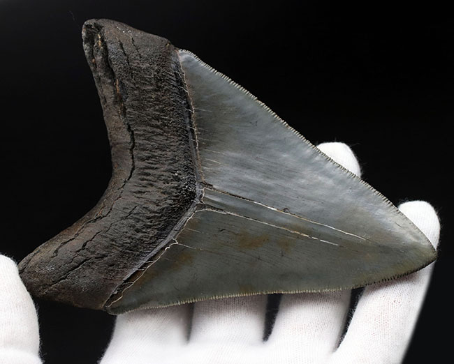 ナチュラルで上質。エナメル質、歯根、セレーション、サイズ、どれをとってもハイレベルなメガロドン（Carcharodon megalodon）の歯化石。史上最大級の肉食ザメ（その3）