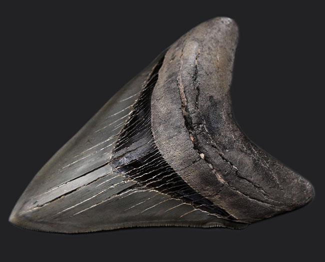 ナチュラルで上質。エナメル質、歯根、セレーション、サイズ、どれをとってもハイレベルなメガロドン（Carcharodon megalodon）の歯化石。史上最大級の肉食ザメ（その4）