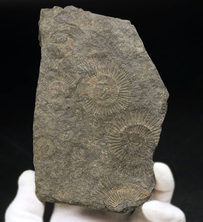 お手頃なサイズ。人気の黒ジュラのダクチリオセラス(Dactylioceras)のマルチプレート化石(その1)