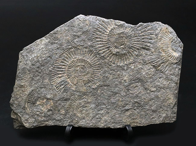 お手頃なサイズ。人気の黒ジュラのダクチリオセラス（Dactylioceras）のマルチプレート化石（その2）