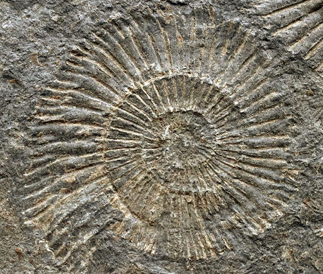 お手頃なサイズ。人気の黒ジュラのダクチリオセラス（Dactylioceras）のマルチプレート化石（その4）