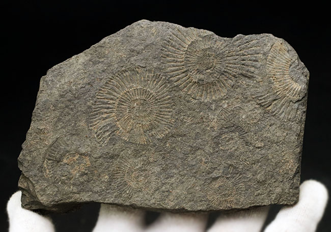 お手頃なサイズ。人気の黒ジュラのダクチリオセラス（Dactylioceras）のマルチプレート化石（その5）