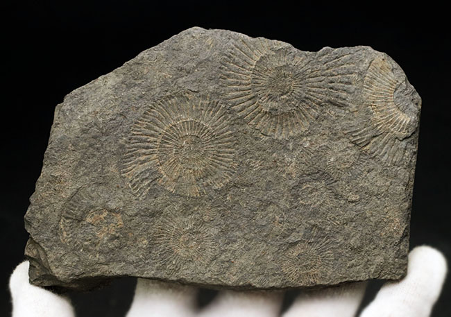 お手頃なサイズ。人気の黒ジュラのダクチリオセラス(Dactylioceras)のマルチプレート化石(その5)