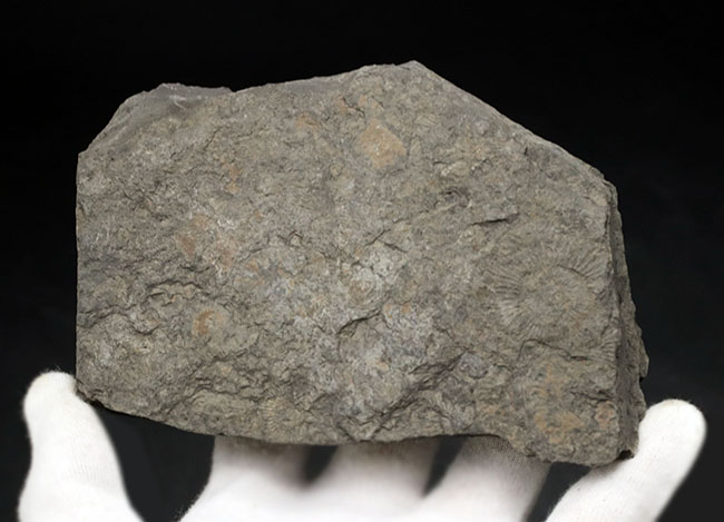 お手頃なサイズ。人気の黒ジュラのダクチリオセラス（Dactylioceras）のマルチプレート化石（その6）