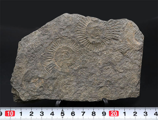 お手頃なサイズ。人気の黒ジュラのダクチリオセラス（Dactylioceras）のマルチプレート化石（その8）