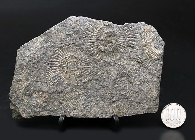 お手頃なサイズ。人気の黒ジュラのダクチリオセラス（Dactylioceras）のマルチプレート化石（その9）