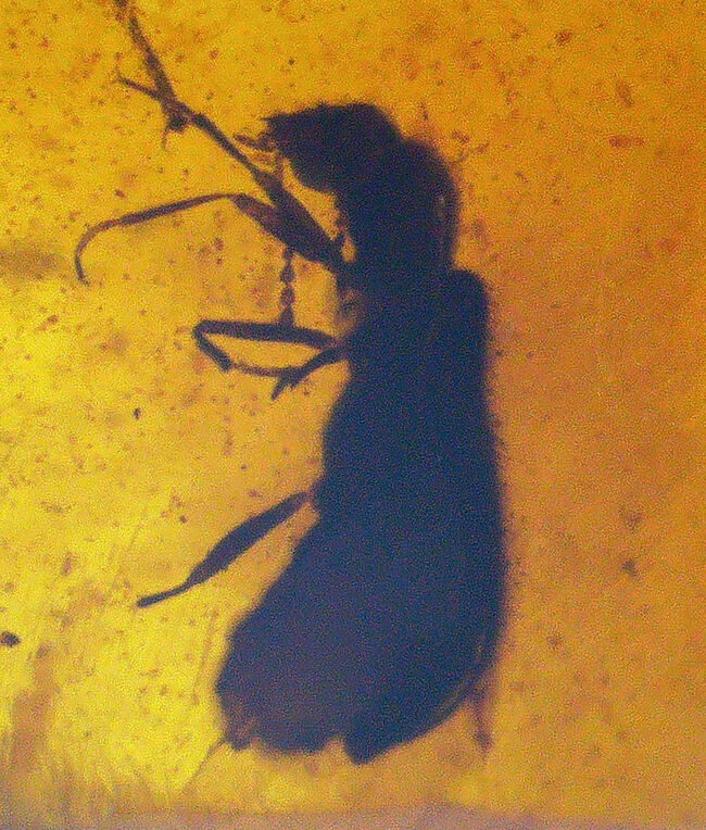 複数の虫を確認! 約1億年前に形成されたとされる、極めて古い琥珀「バーマイト(Burmite)」(その1)