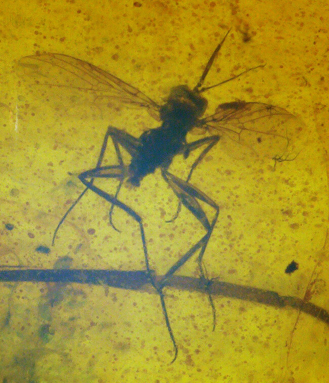 複数の虫を確認! 約1億年前に形成されたとされる、極めて古い琥珀「バーマイト(Burmite)」(その3)