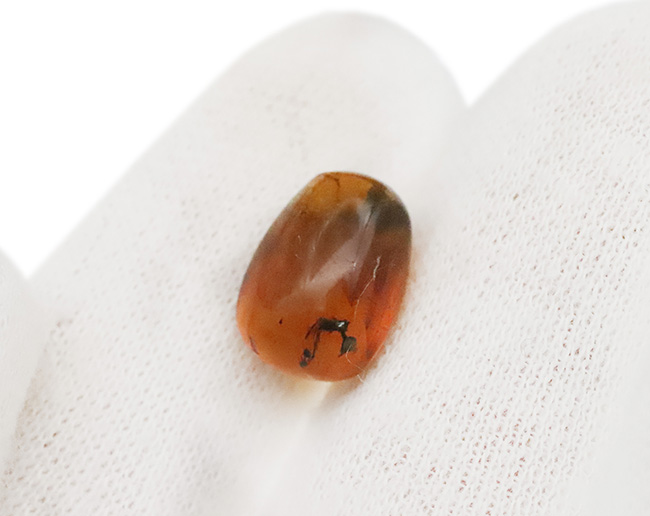 複数の虫を確認! 約1億年前に形成されたとされる、極めて古い琥珀「バーマイト(Burmite)」(その4)