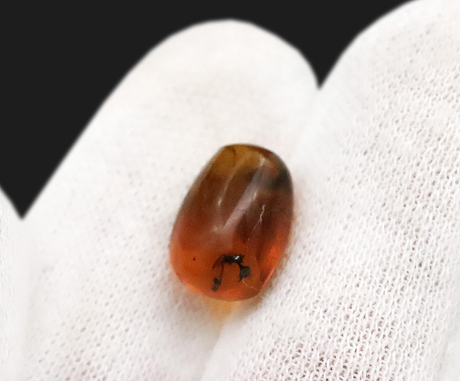 複数の虫を確認! 約1億年前に形成されたとされる、極めて古い琥珀「バーマイト(Burmite)」(その5)
