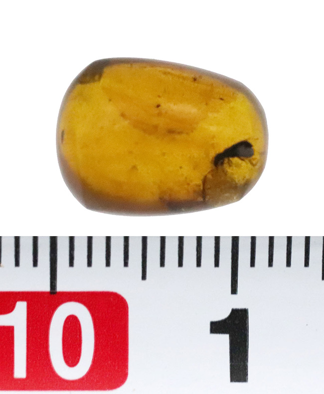 複数の虫を確認！ 約1億年前に形成されたとされる、極めて古い