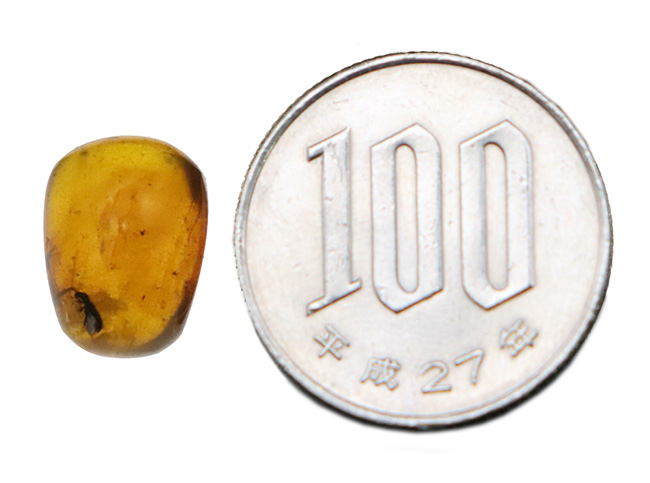 複数の虫を確認! 約1億年前に形成されたとされる、極めて古い琥珀「バーマイト(Burmite)」(その7)